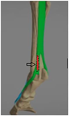 High-Power Laser Therapy Improves Healing of the Equine Suspensory Branch in a Standardized Lesion Model